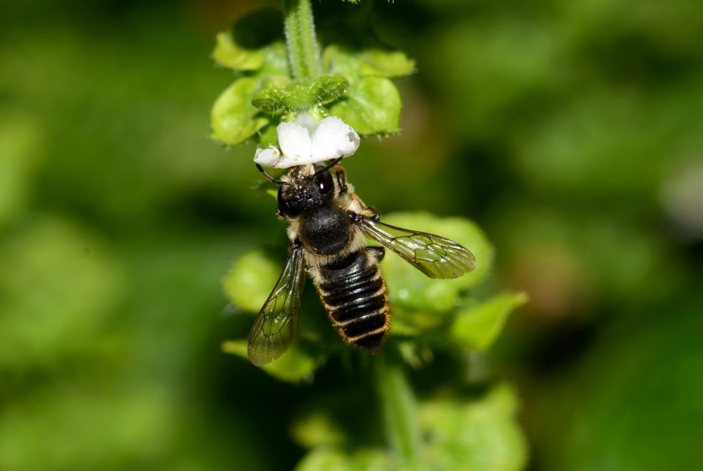 Apidae Megachilinae: cfr. centuncularis, femmina